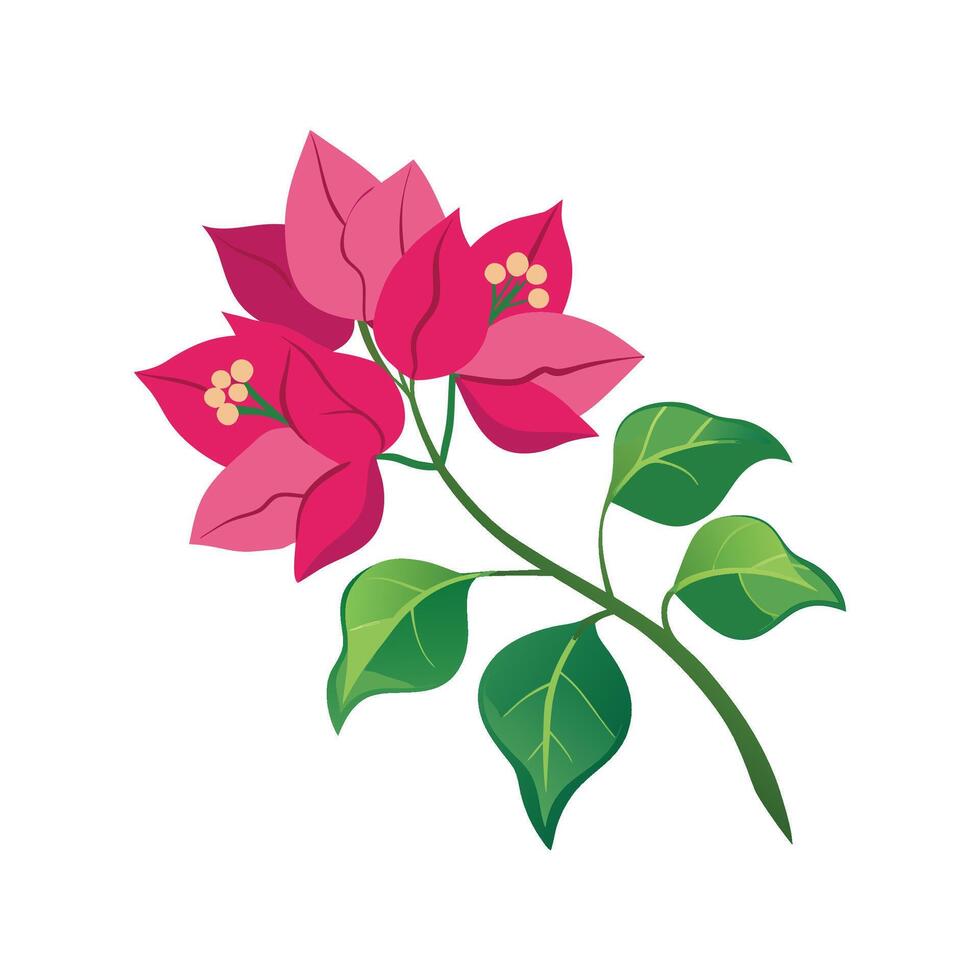 Stunning Bougainvillea Plant Design vector