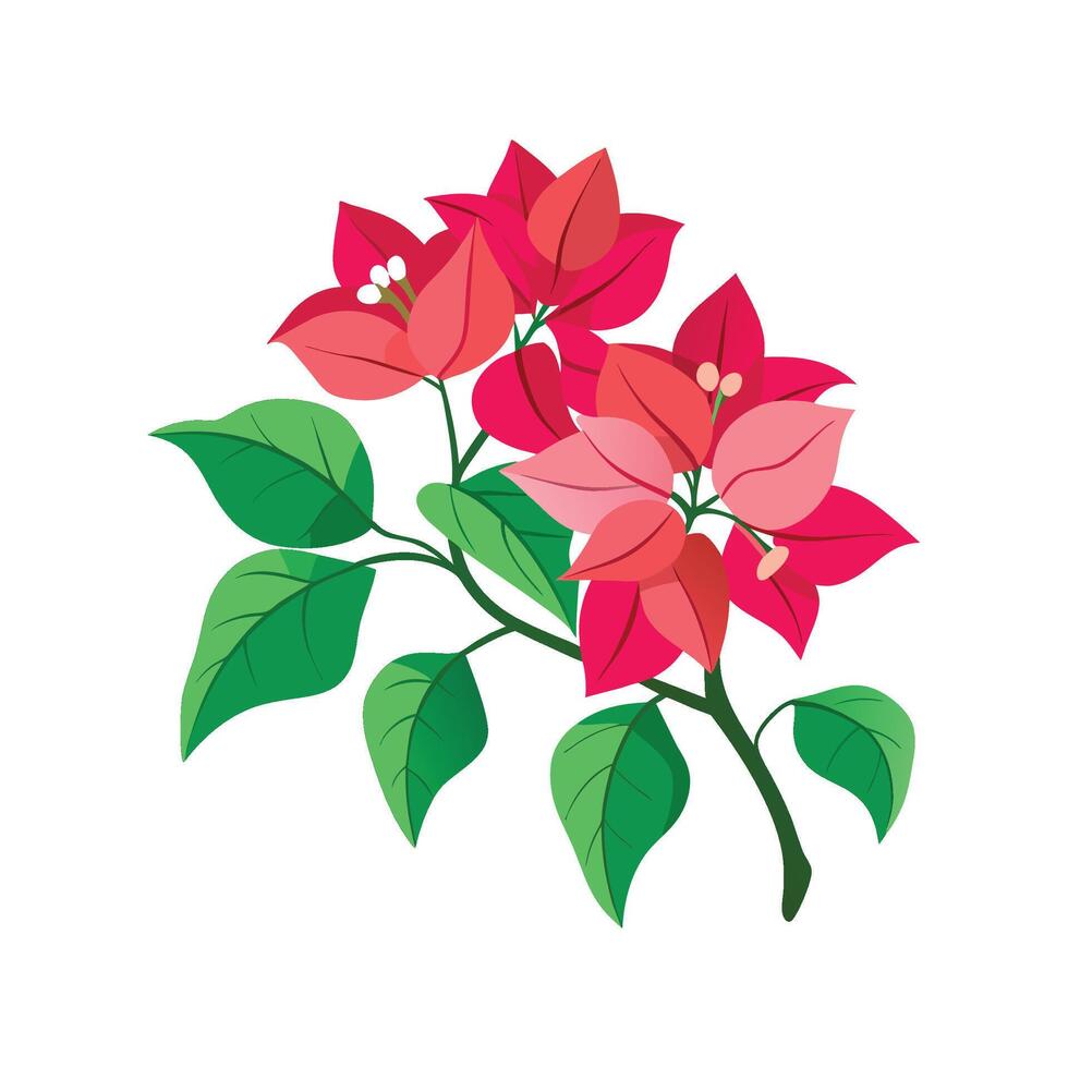 Lovely Bougainvillea Plant in Bloom vector