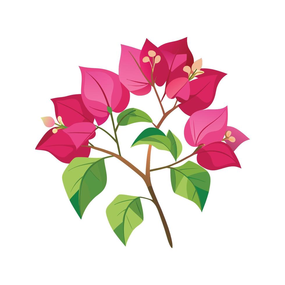 Stunning Bougainvillea in the Garden vector