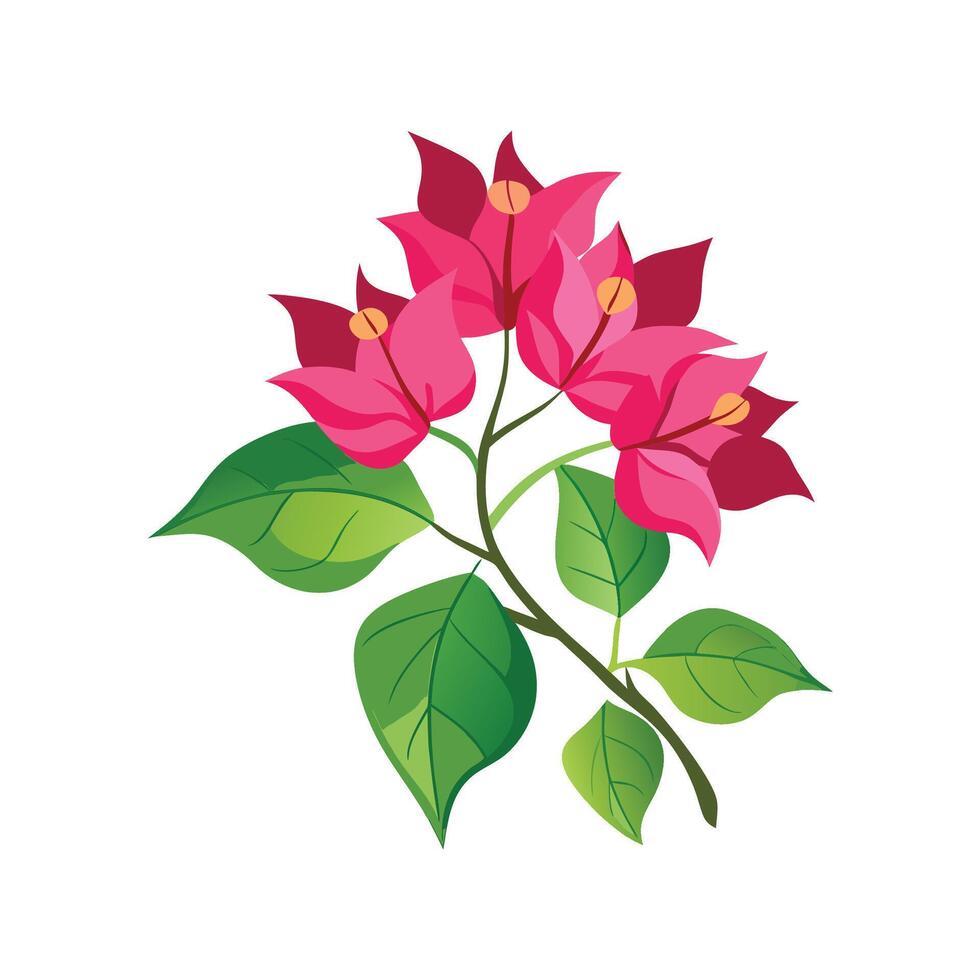 Elegant Bougainvillea in Nature vector