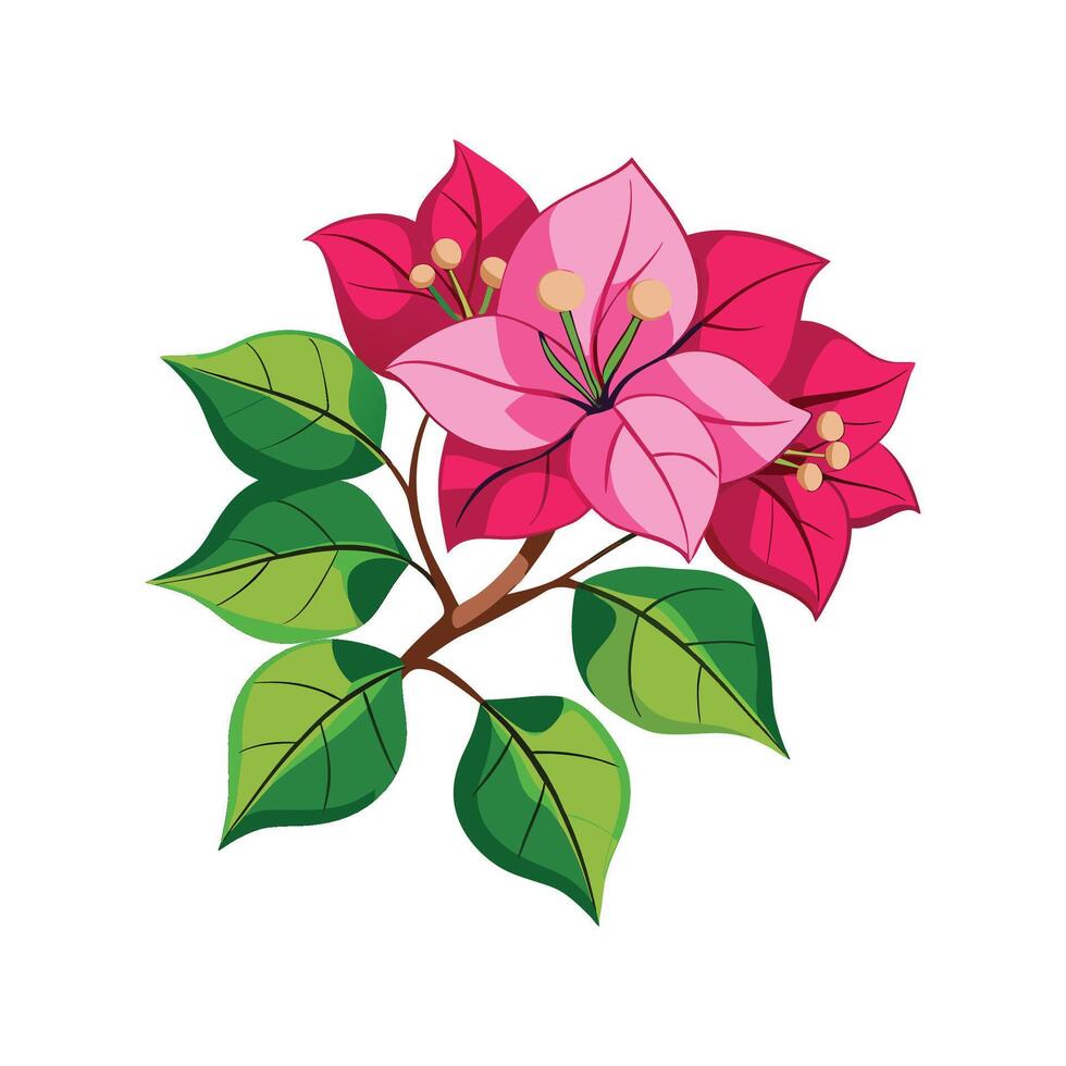 Charming Bougainvillea in Bloom vector