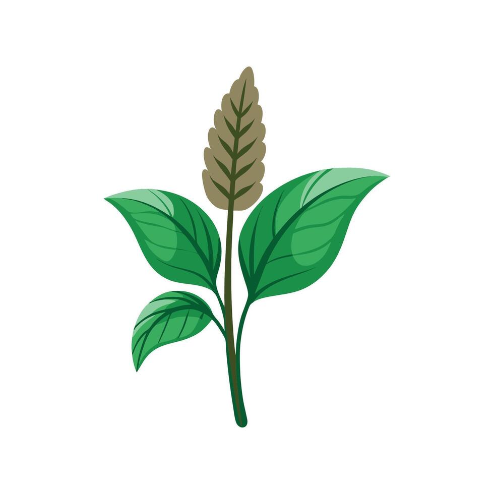 Lovely Broadleaf Plantain Plant Design vector