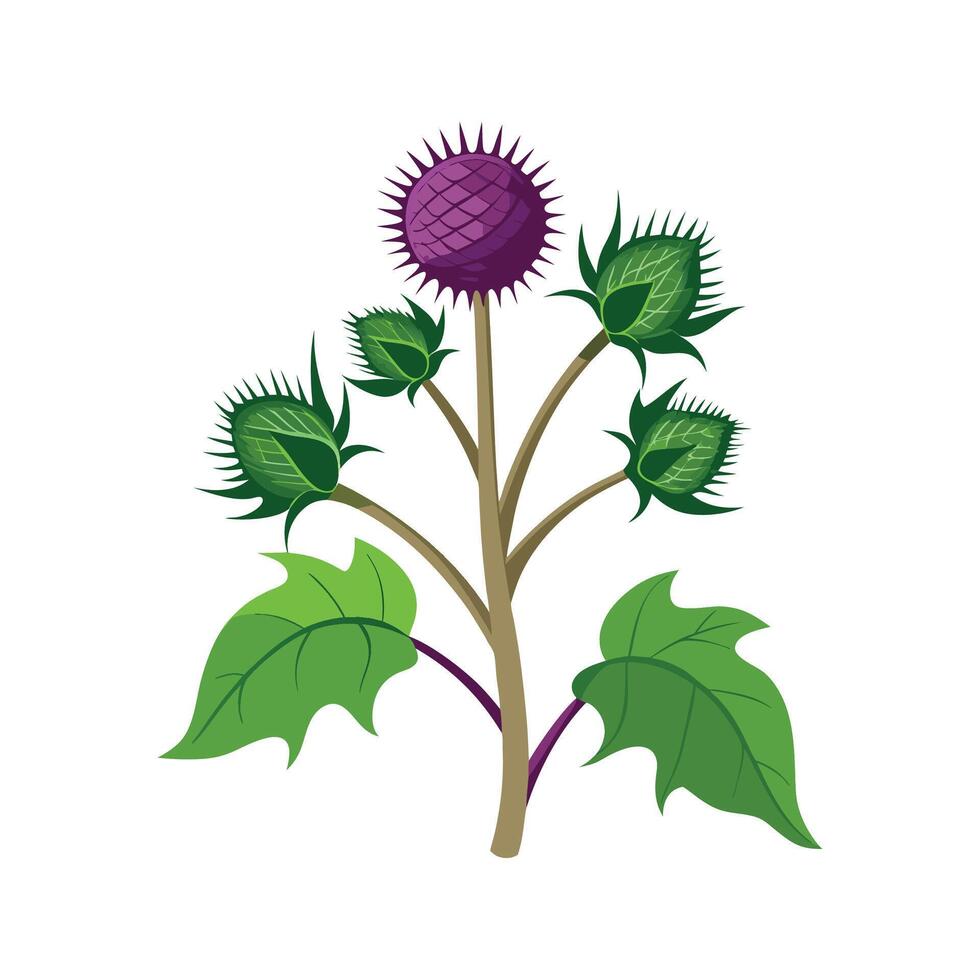 Elegant Arctium Burdock Plant vector