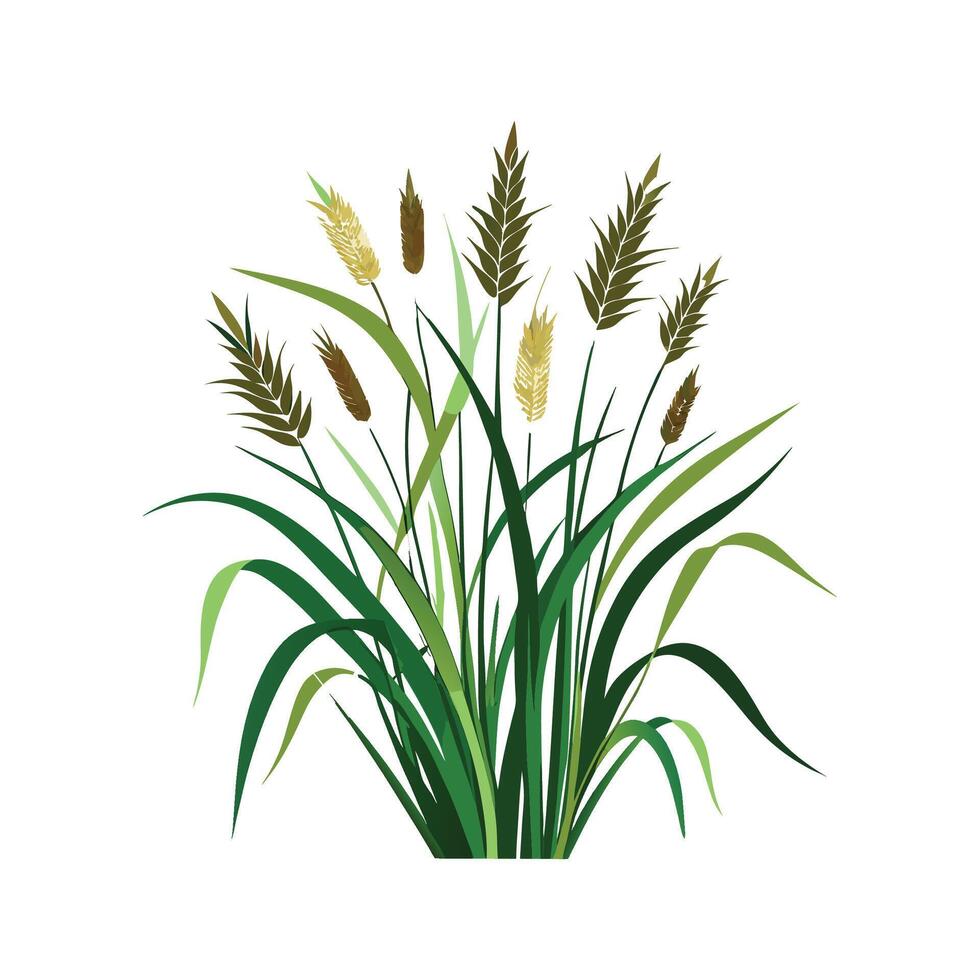Charming Pennisetum Butterfly Grass vector