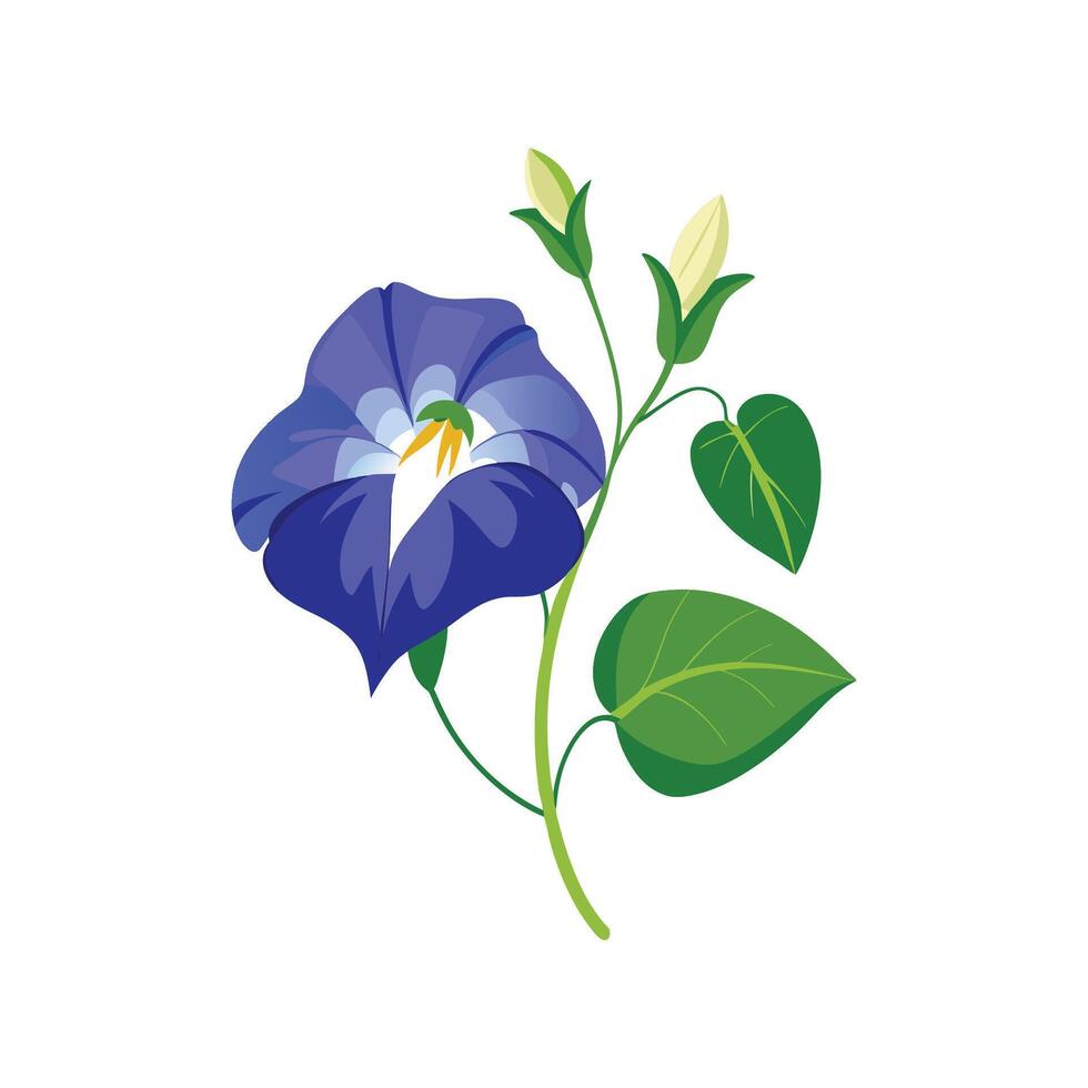 Charming Clitoria Ternatea Plant vector