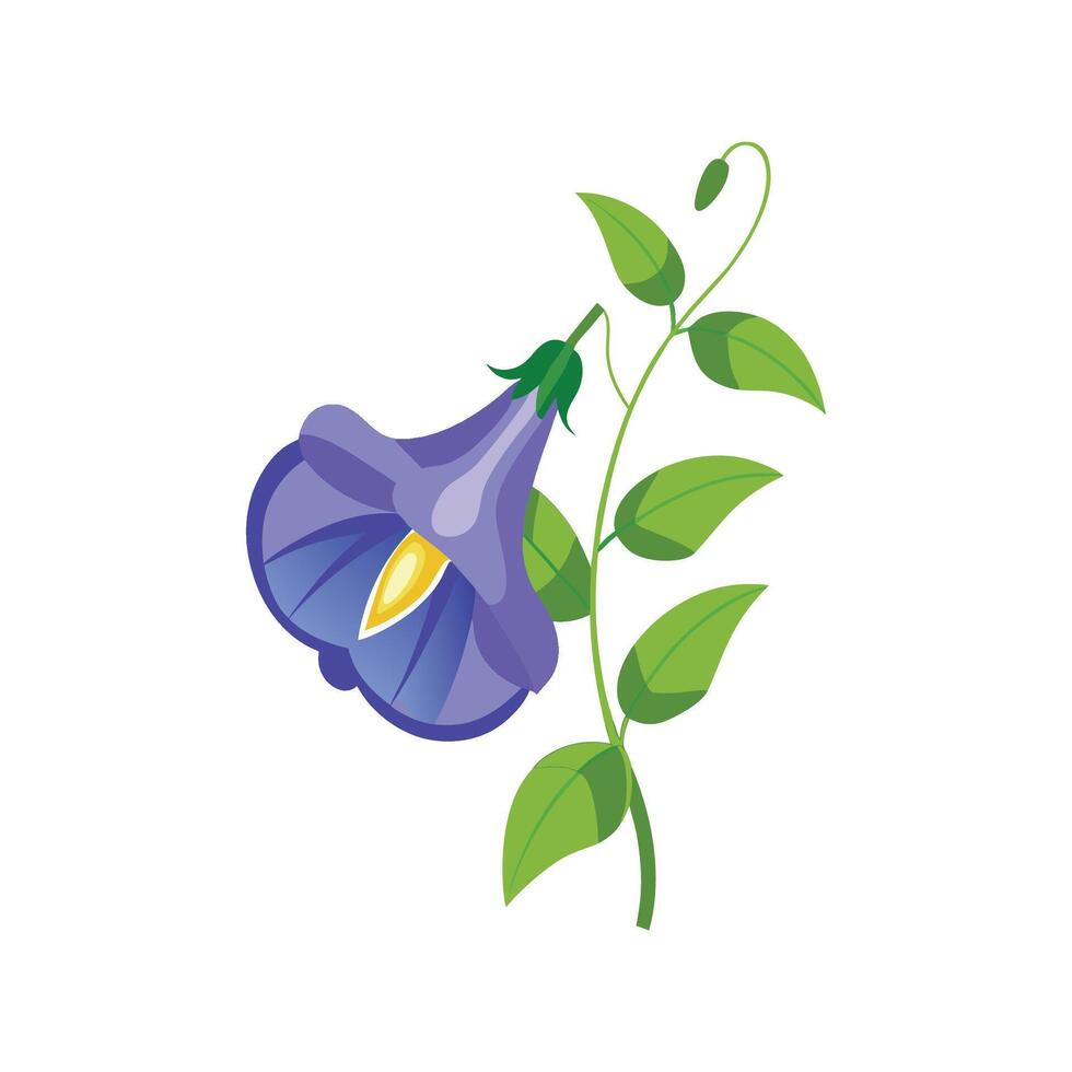 Elegant Clitoria Ternatea Butterfly Pea vector