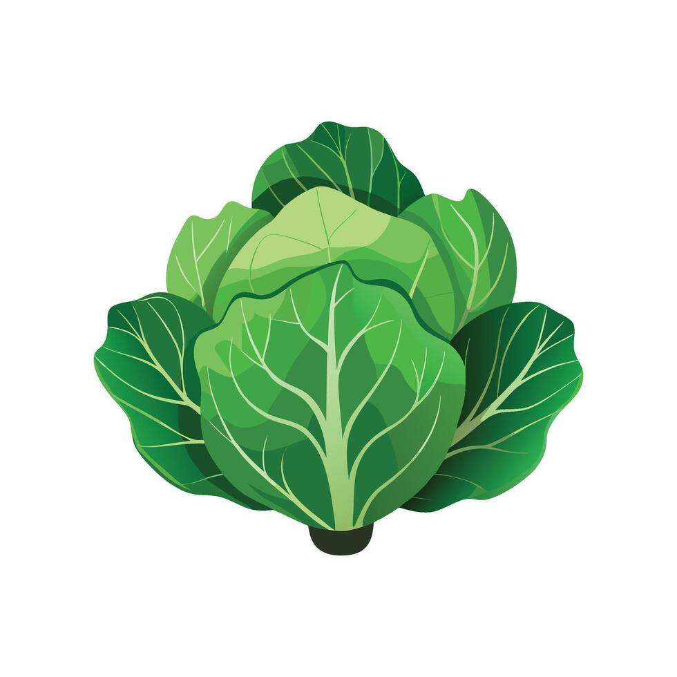 Charming Cabbage Plant Design vector
