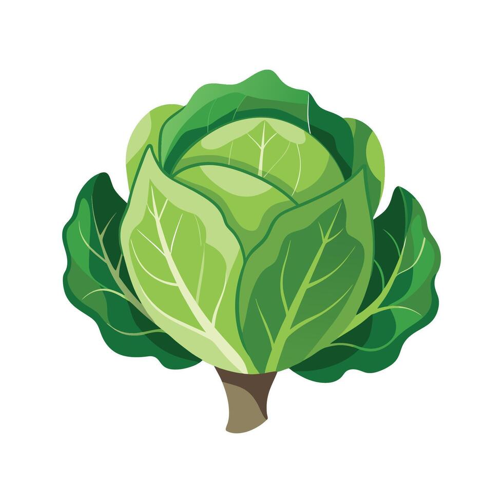 Stunning Cabbage Plant in Nature vector