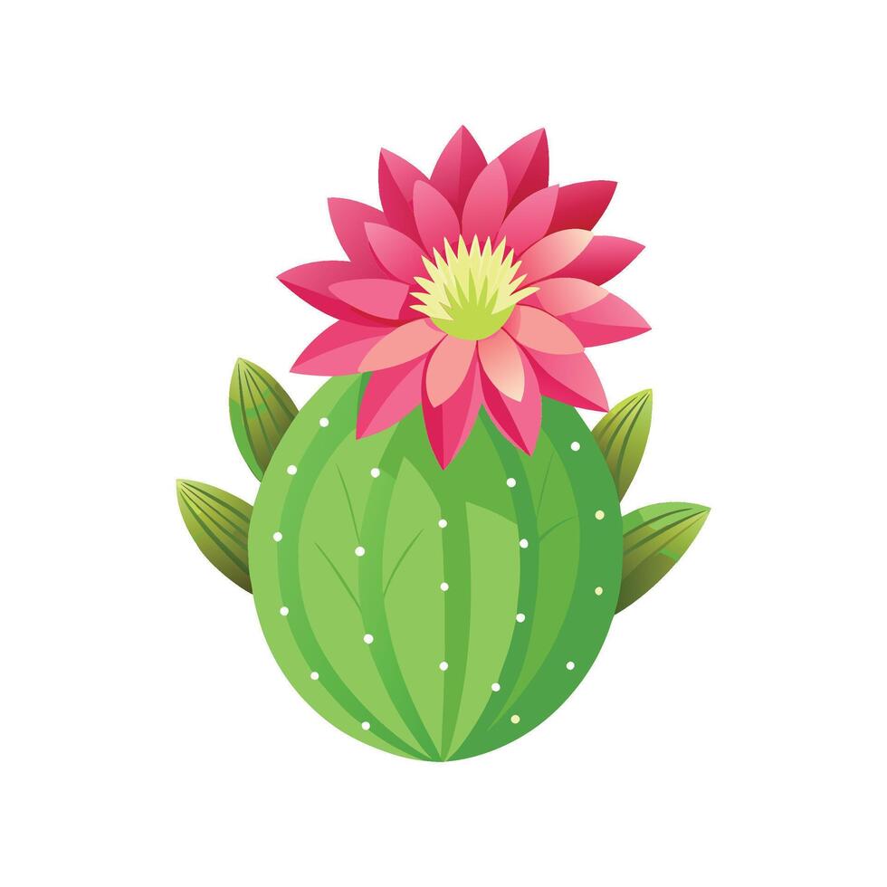 Charming Echinopsis Cactus Flower vector