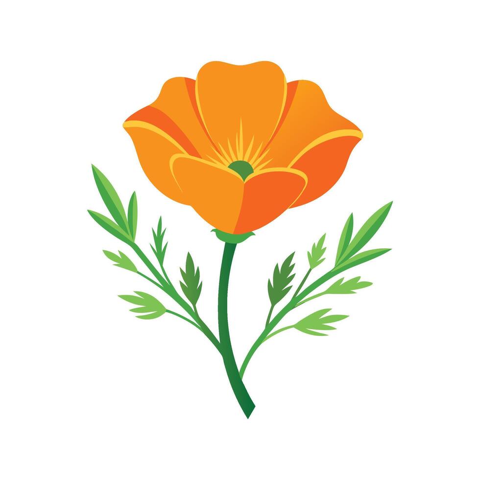 Charming California Poppy in Bloom vector