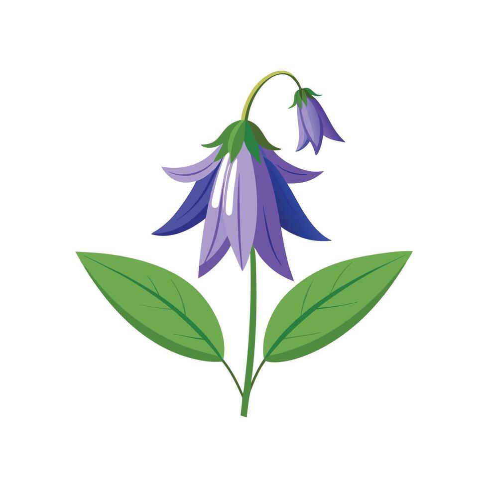 Vibrant Campanula Plant in Bloom vector