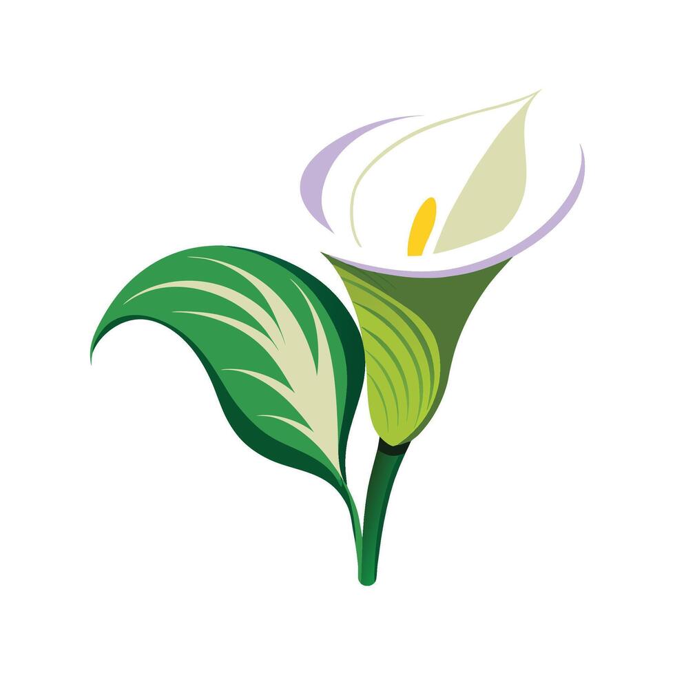 Elegant Calla Lily Plant Design vector