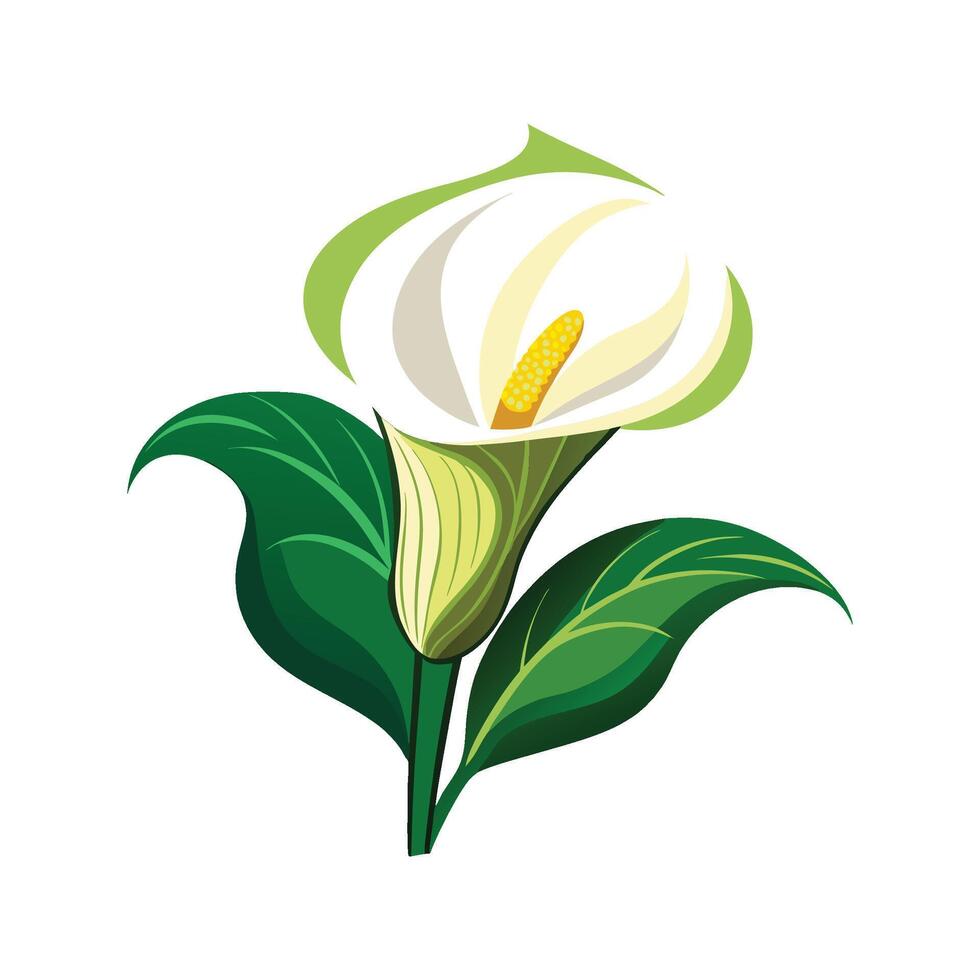 Vibrant Calla Lily Plant Illustration vector