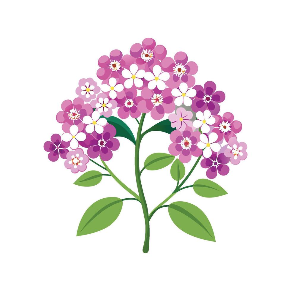 Stylish Candytuft Plant Design vector