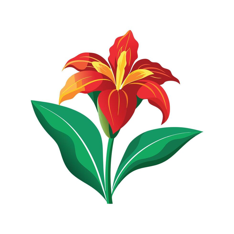 Vibrant Canna Lily in Full Bloom vector