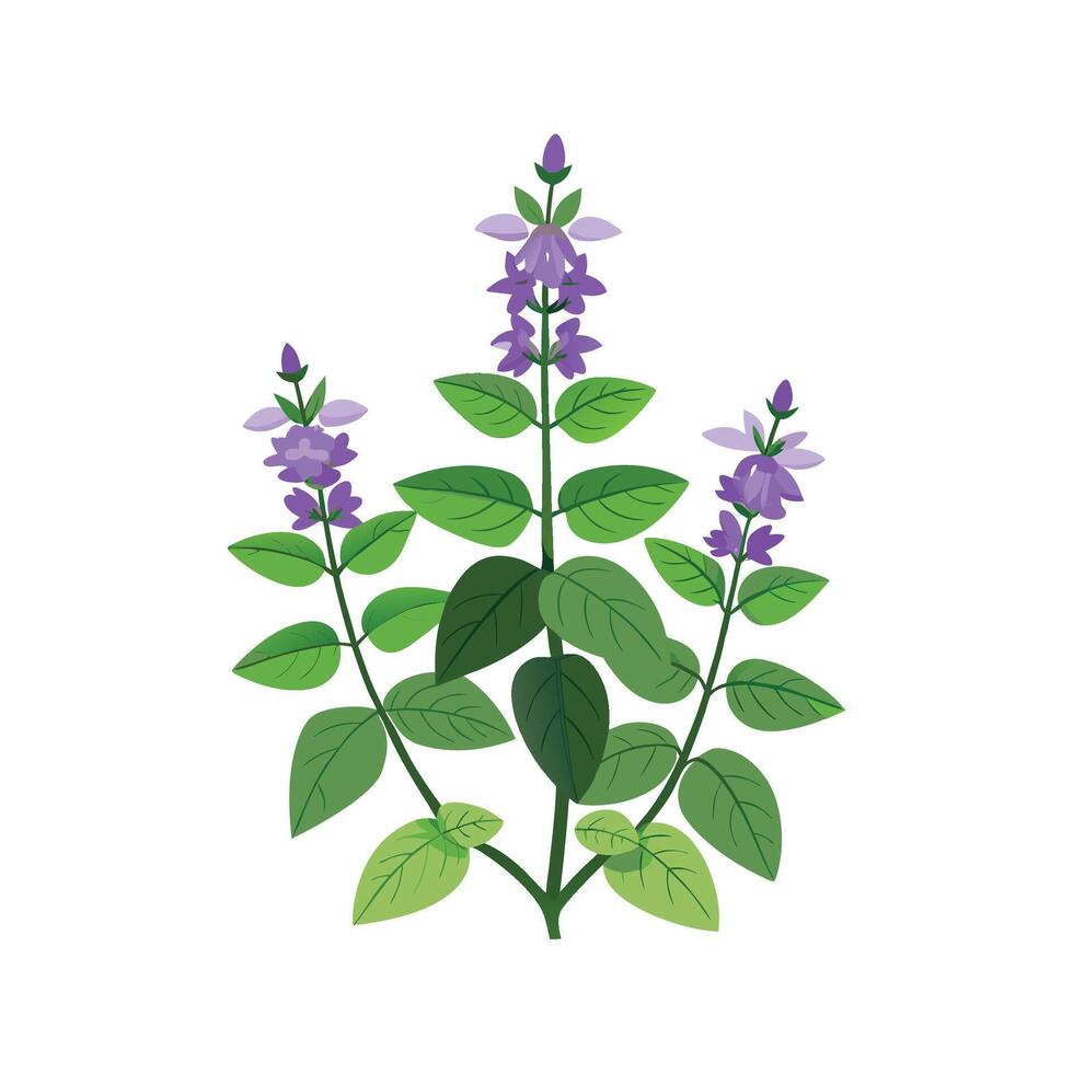 Charming Catmint Plant in Bloom vector