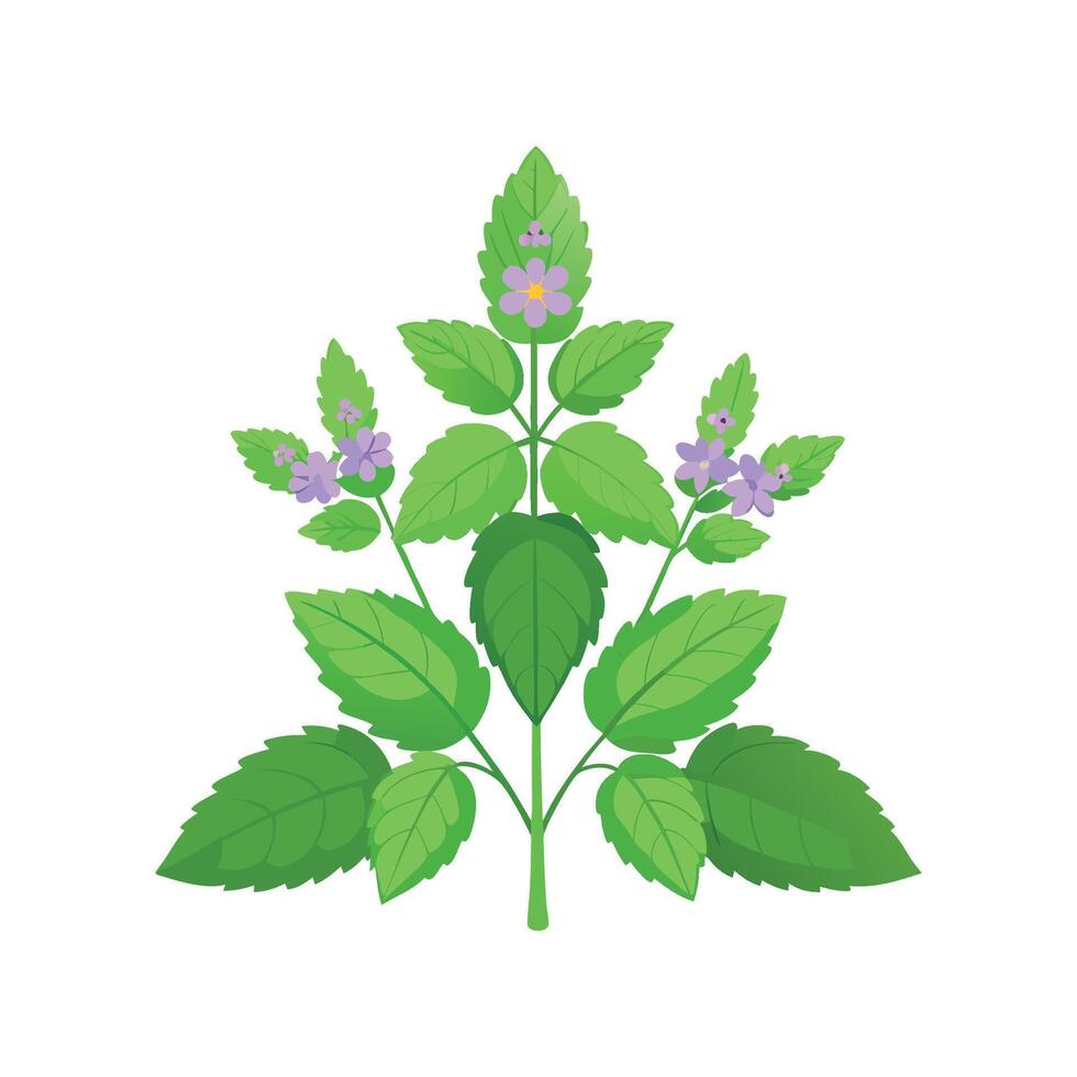 Vibrant Catmint Plant for Garden Decor vector