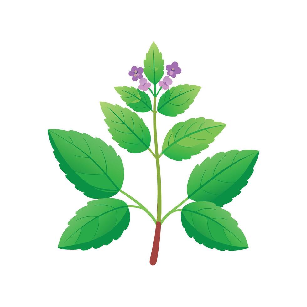 Stylish Catmint Plant for Indoor Use vector