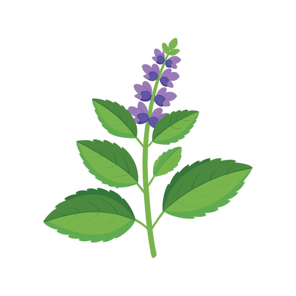 Elegant Nepeta Catmint Plant vector