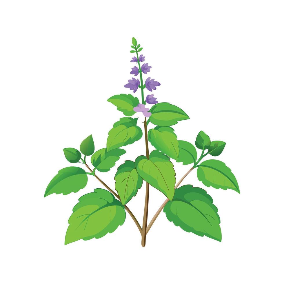 Vibrant Nepeta Catmint Plant Design vector