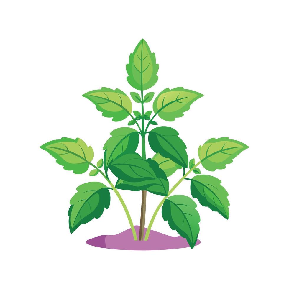 Elegant Catnip Plant in Nature vector