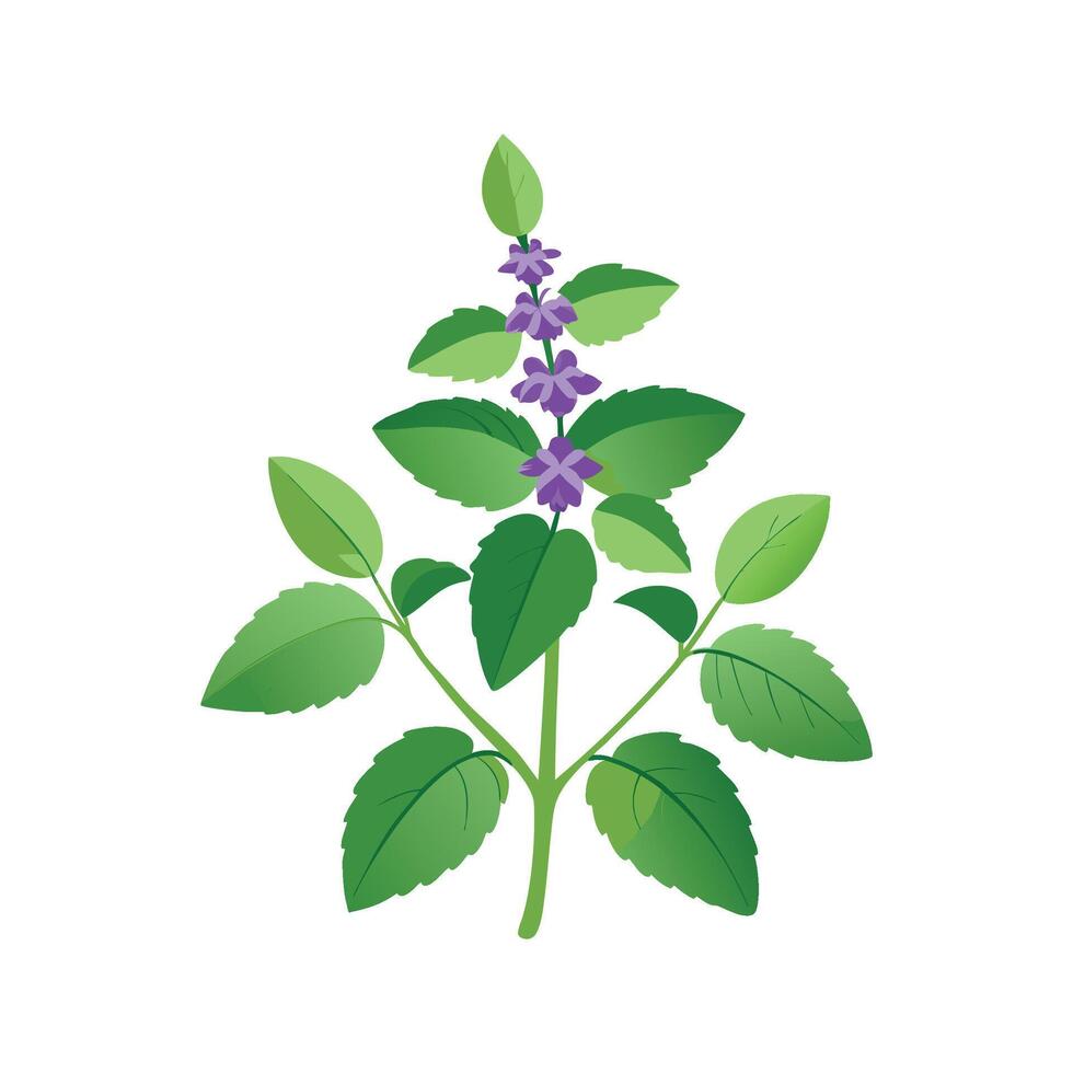 Charming Nepeta Plant in Nature vector