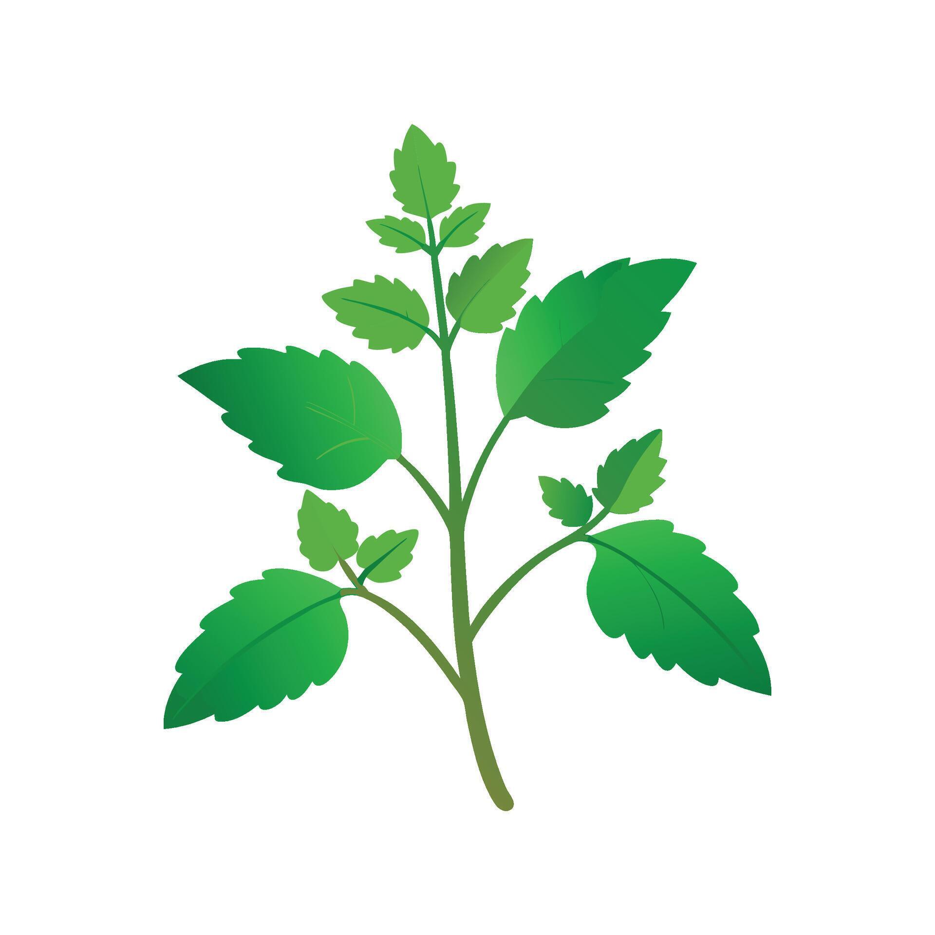 Stunning Catnip Plant Design 57390906 Vector Art at Vecteezy