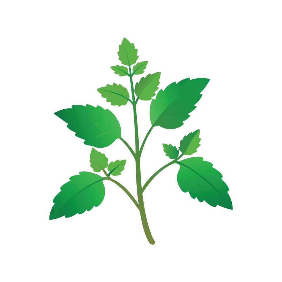 Stunning Catnip Plant Design vector
