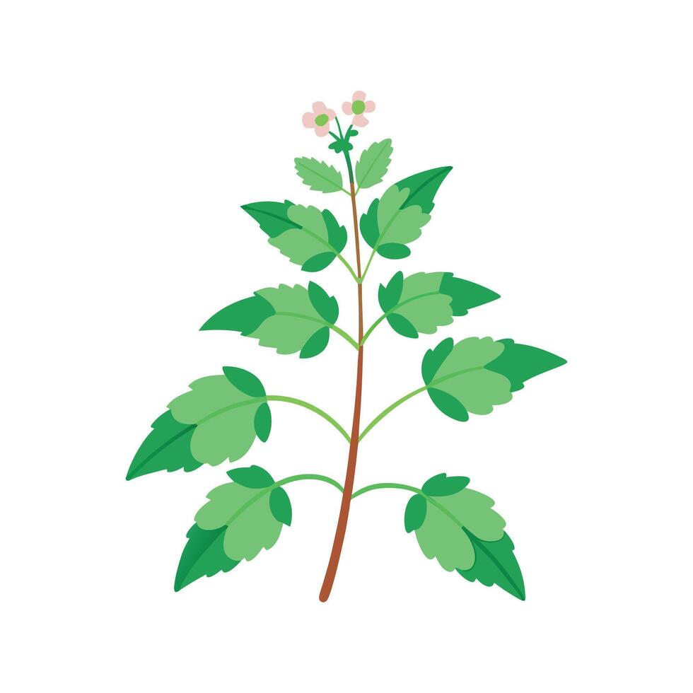 Vibrant Catnip Plant Design 57390909 Vector Art at Vecteezy