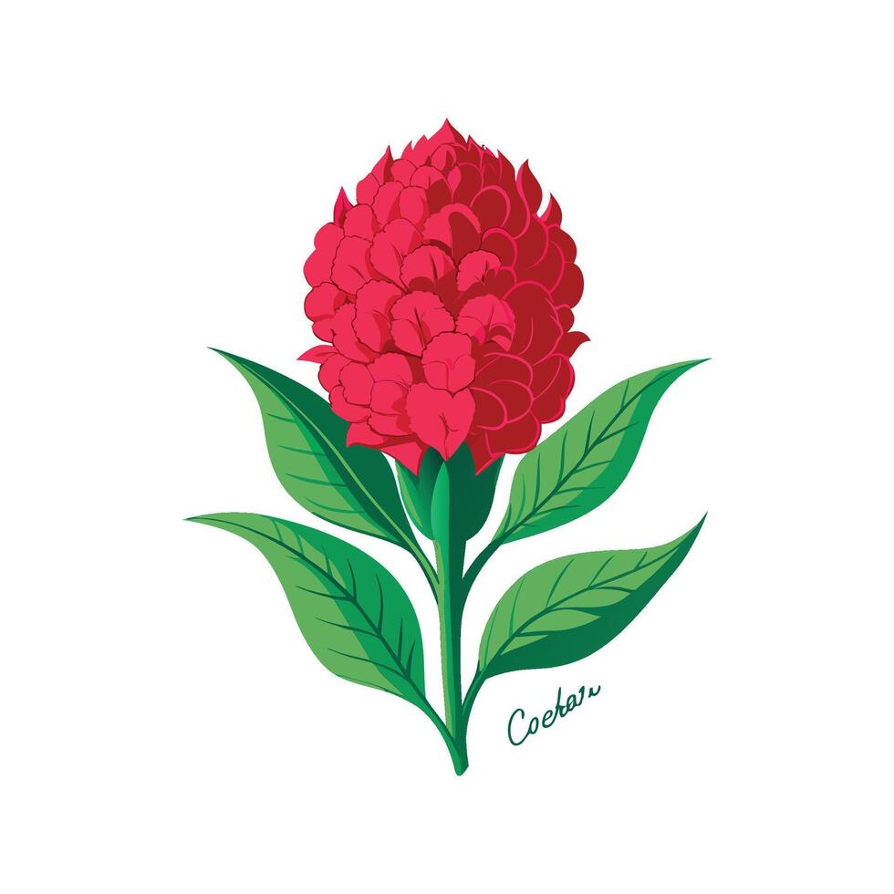 Vibrant Cockscomb Celosia in Nature vector