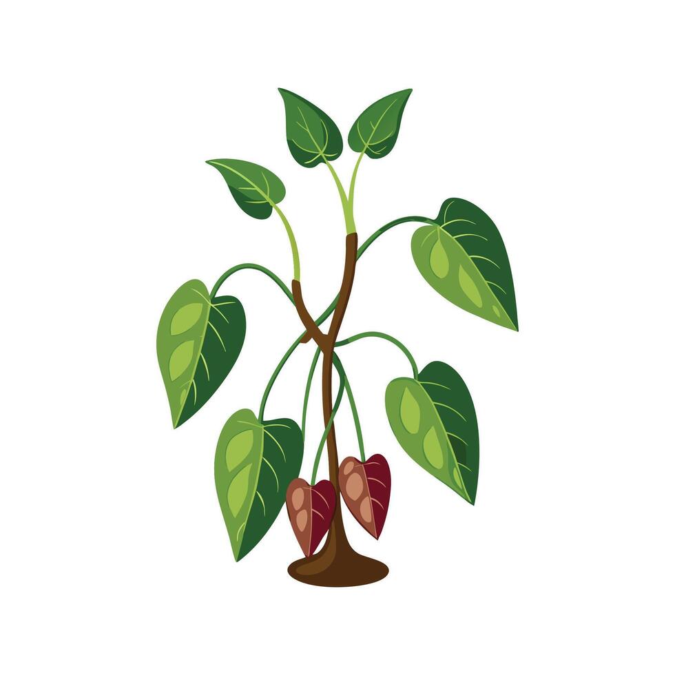 Vibrant Ceropegia Woodii in Bloom vector