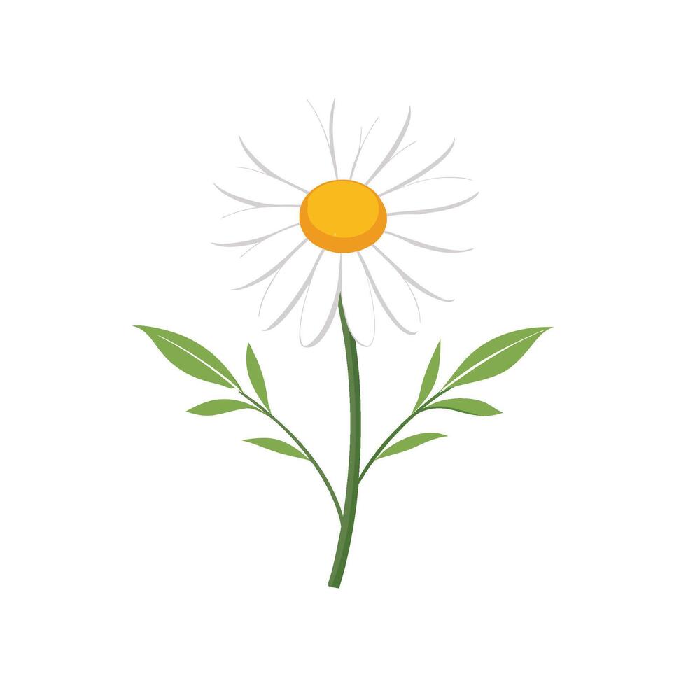 Nutritious Chamomile Plant for Healthy Living vector