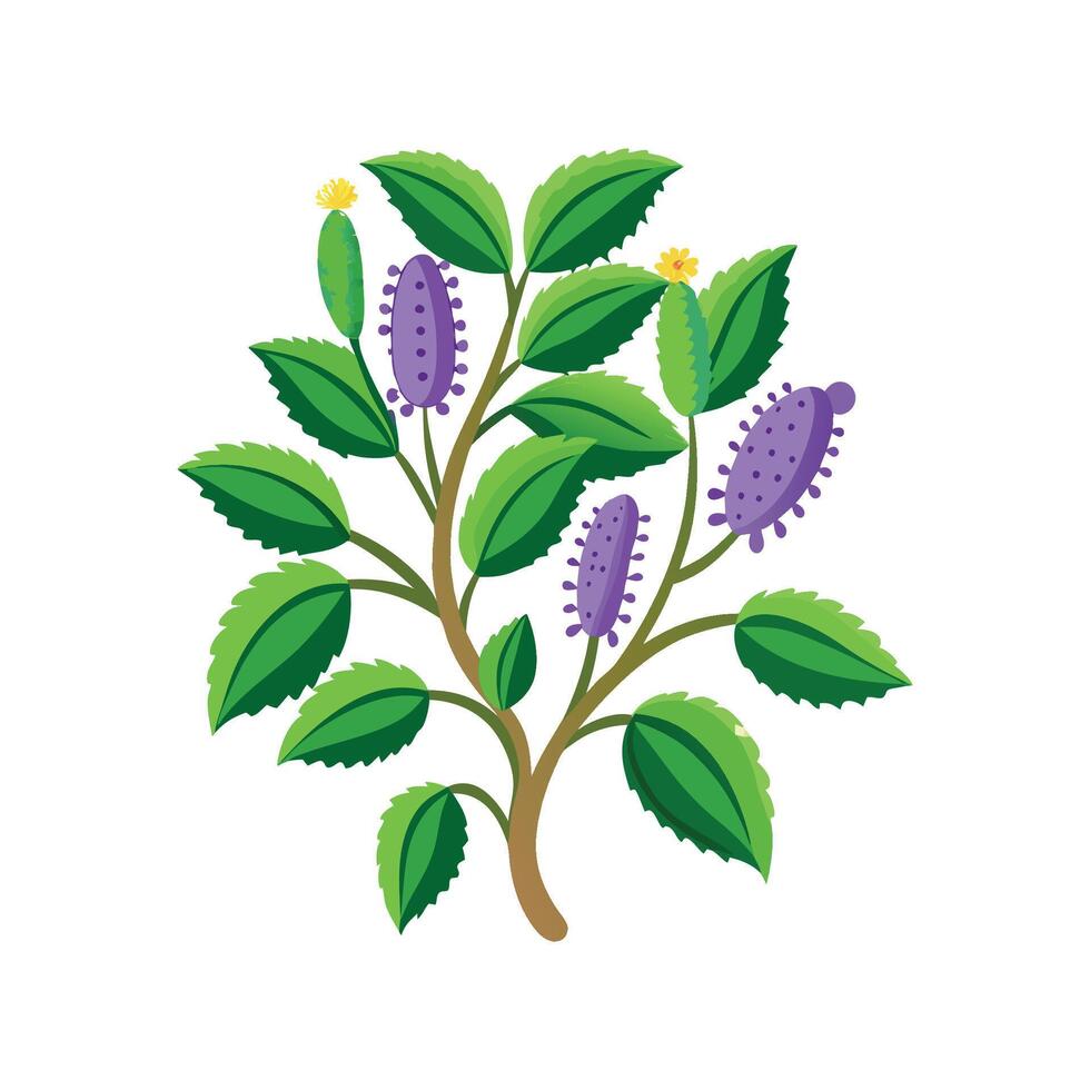 Charming Chenille Plant in Bloom vector