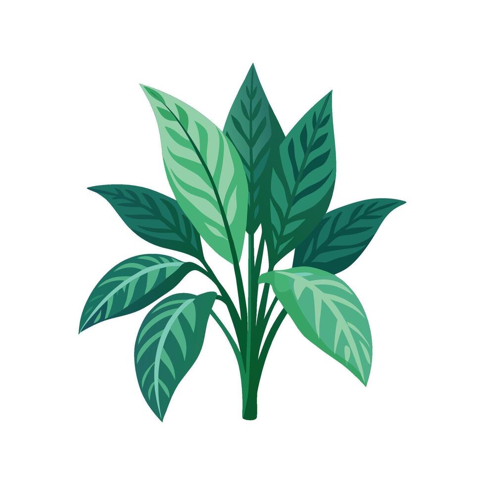 Nutritious Chinese Evergreen for Healthy Homes vector
