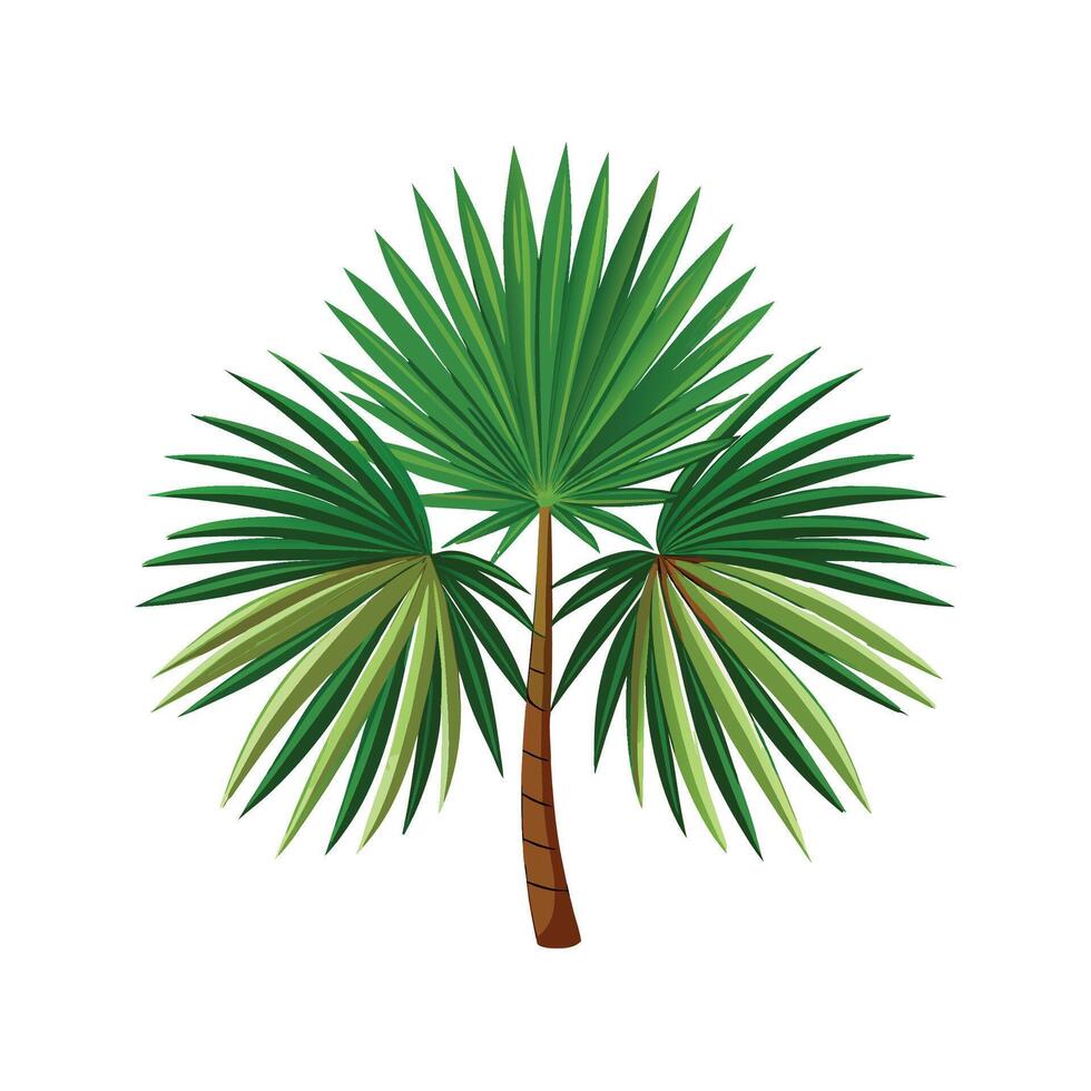 Stunning Livistona Chinensis Fan Palm in Landscape vector