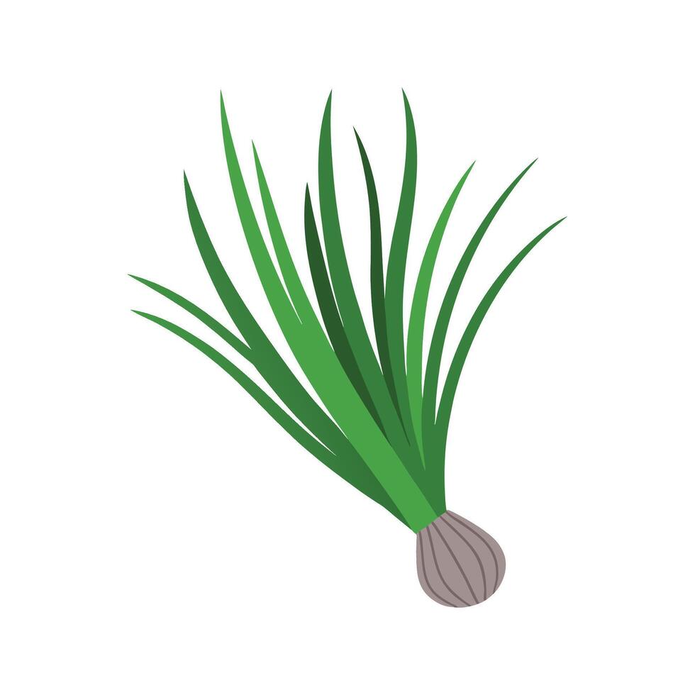 Charming Chives Adding Freshness to Dishes vector