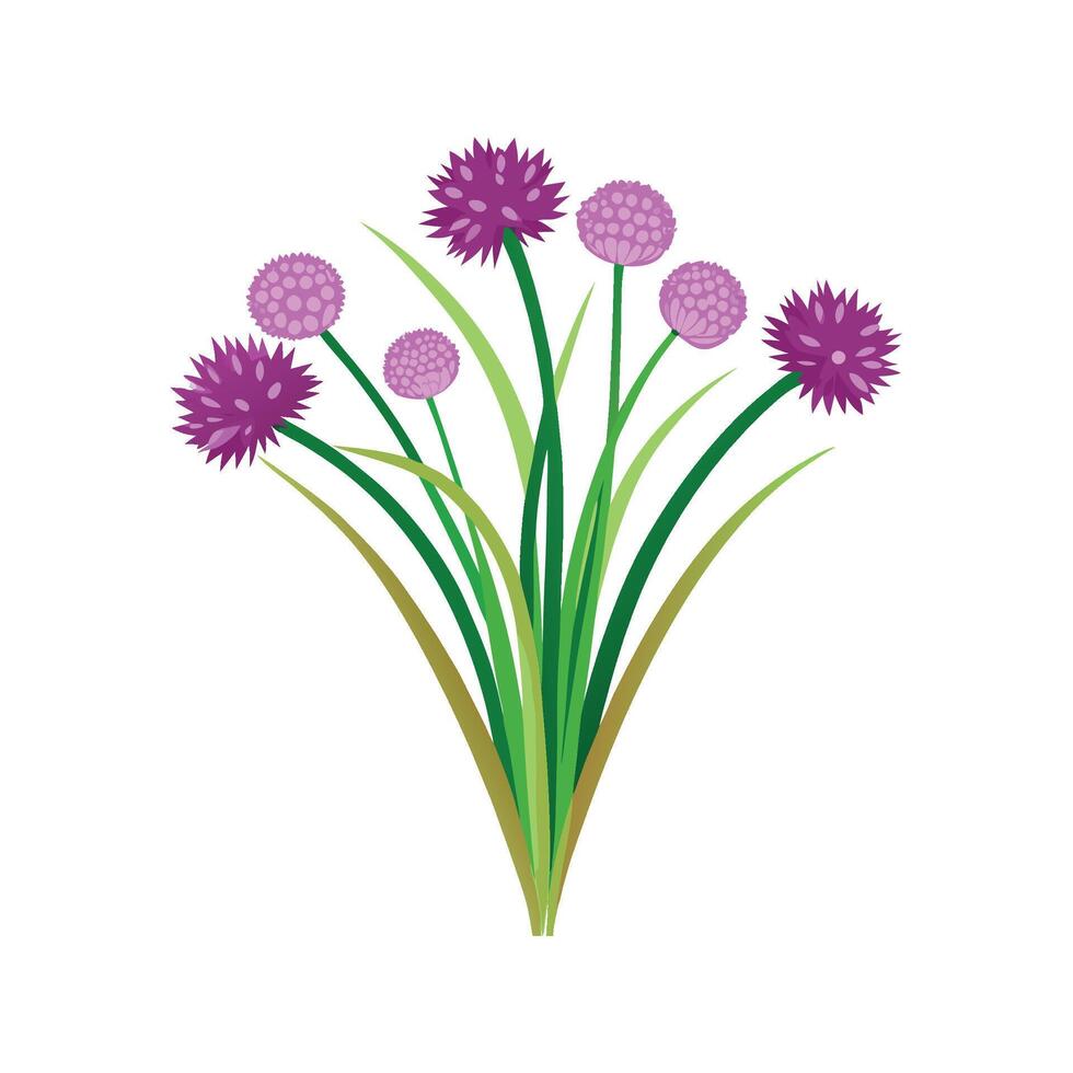 Beautiful Chives Growing Luxuriously in Garden vector