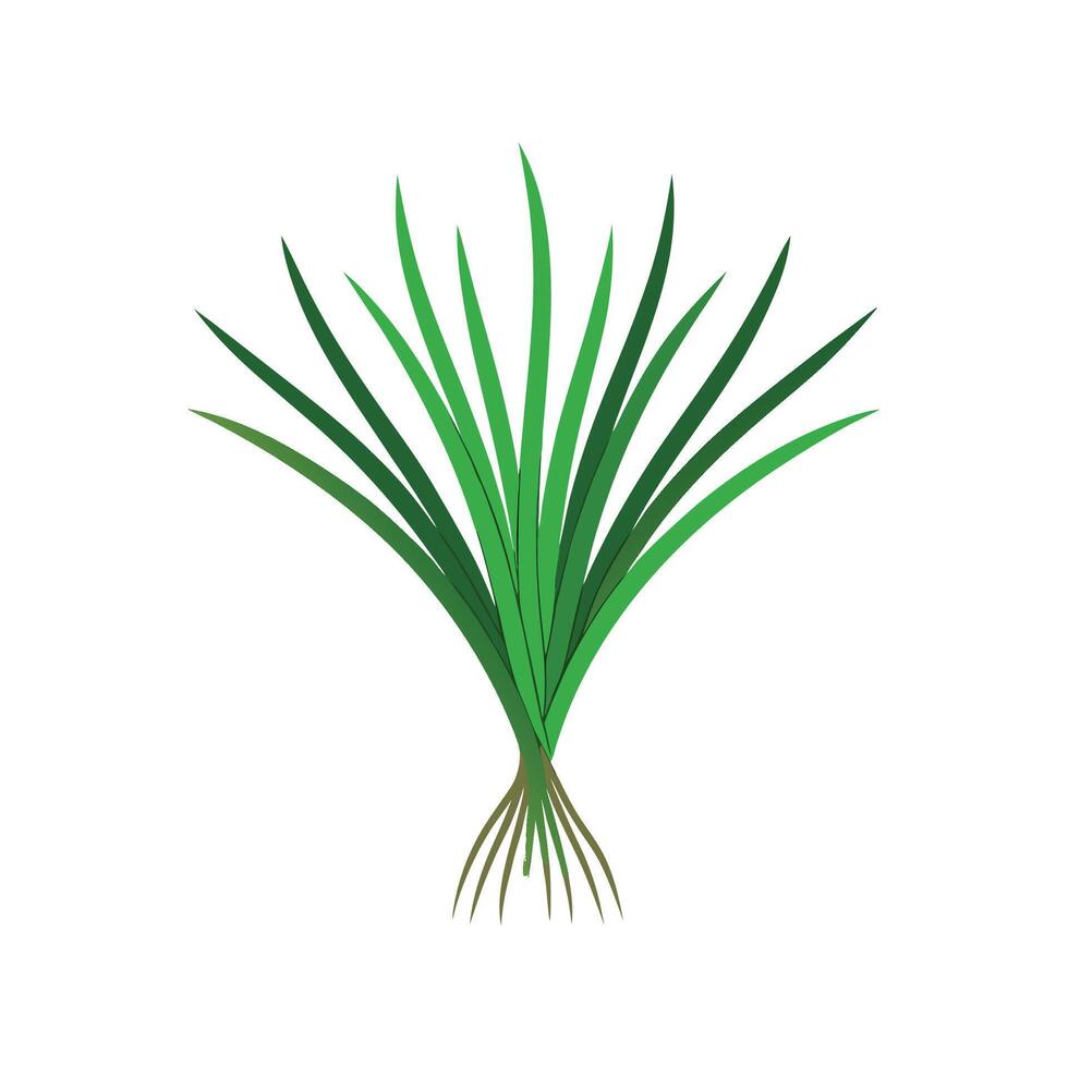 Delightful Chives Ready for Harvesting vector
