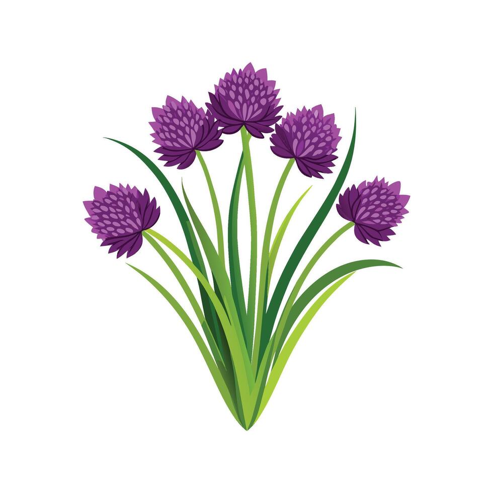 Allium Schoenoprasum Chives in Garden vector