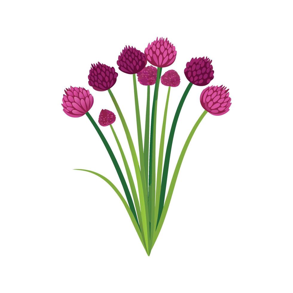 Fresh Allium Chives Ready for Culinary Delights vector