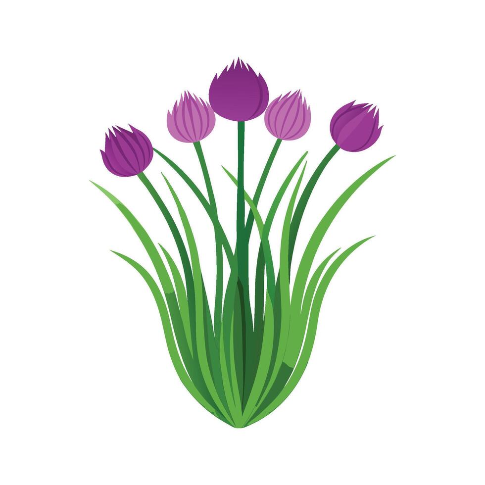 Vibrant Allium Chives Growing Joyfully vector