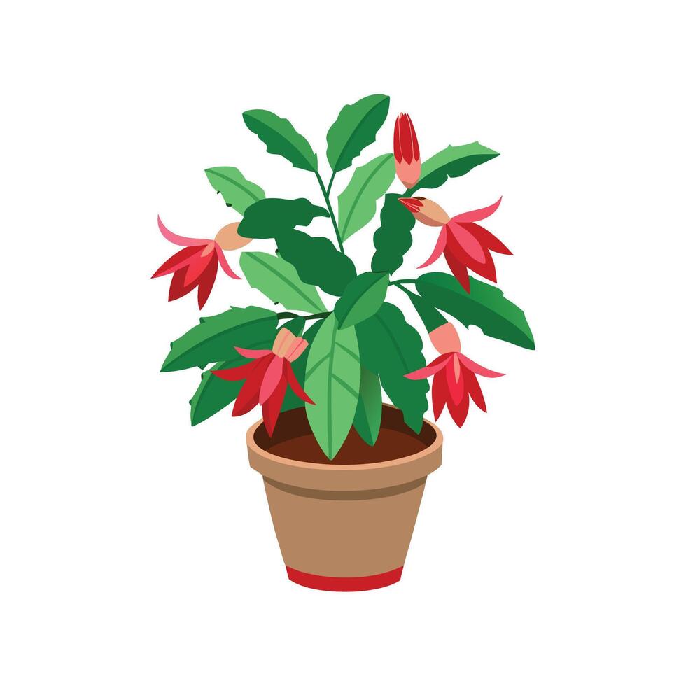 Gorgeous Schlumbergera Christmas Cactus in Bloom vector