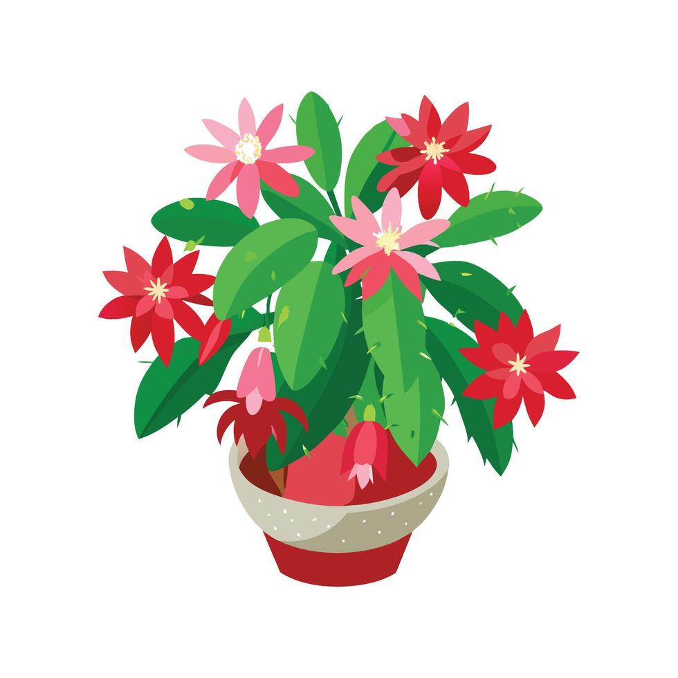 Stunning Schlumbergera Christmas Cactus Showcasing Blooms vector