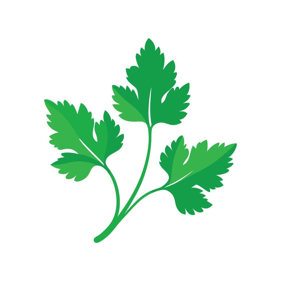 Fresh Cilantro Leaves Ready for Cooking vector