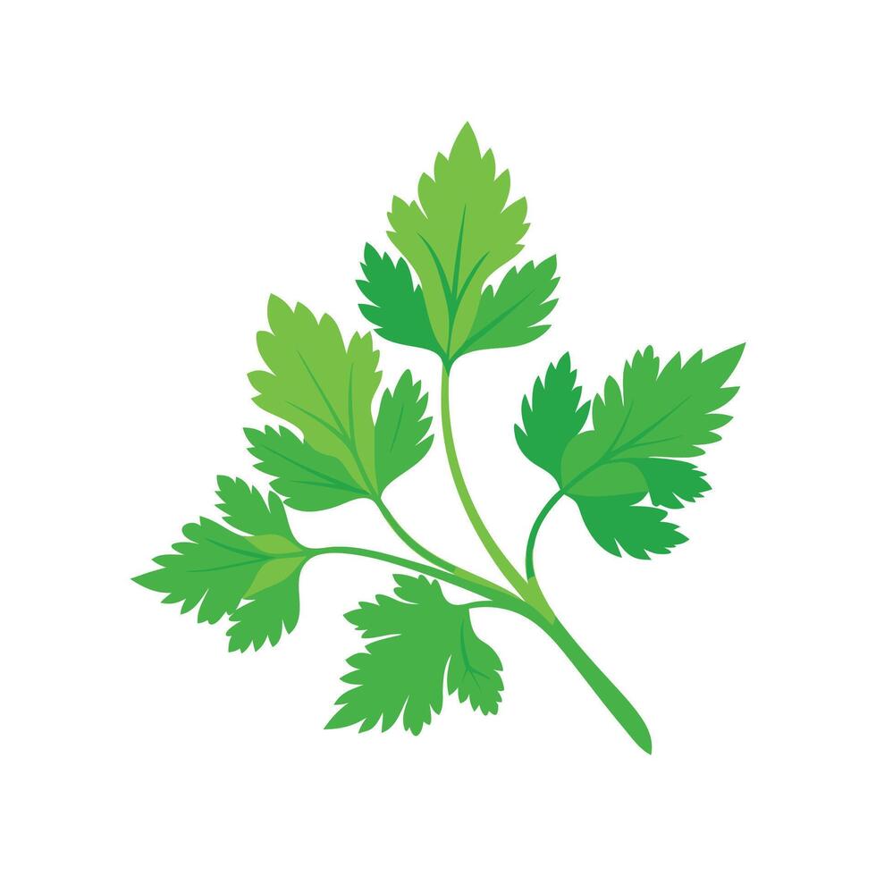Attractive Cilantro Ready for Harvesting vector