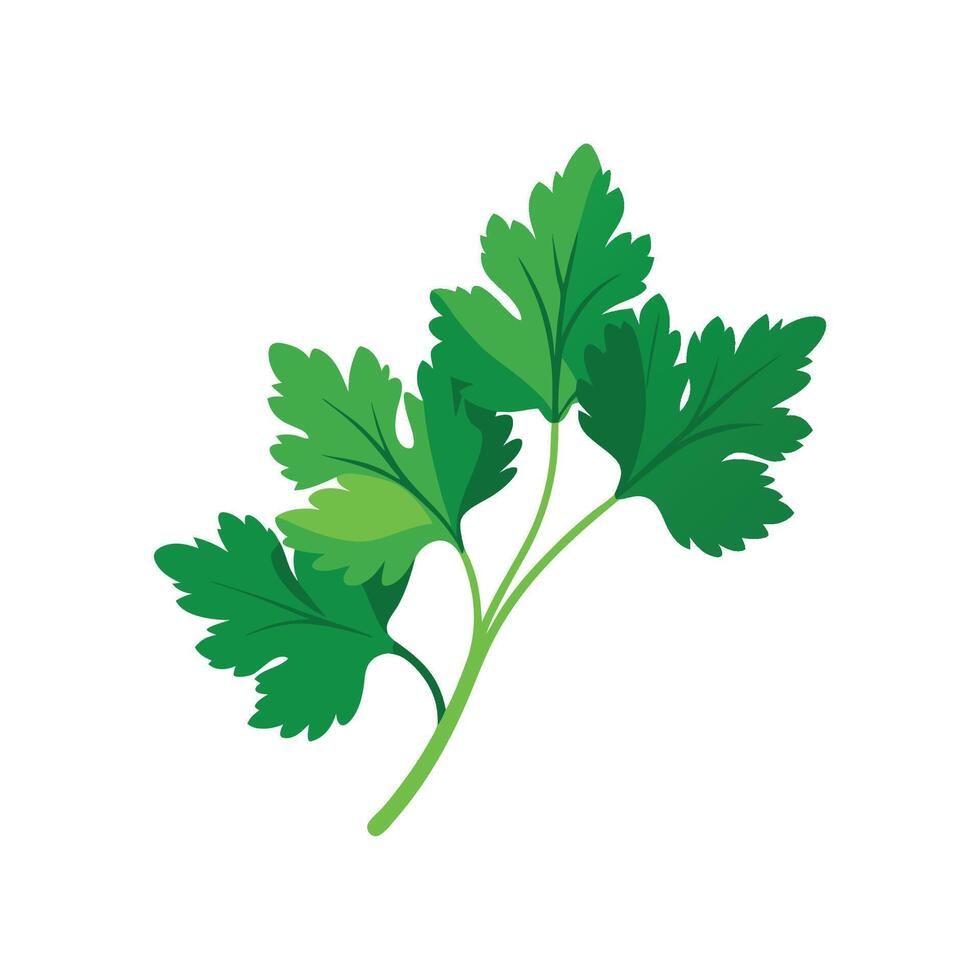 Lush Cilantro Enhancing Culinary Dishes vector