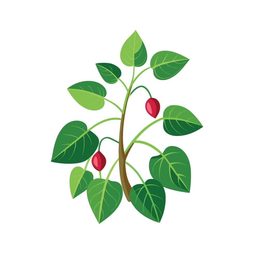 Vibrant Cissus Plant in Natural Setting vector