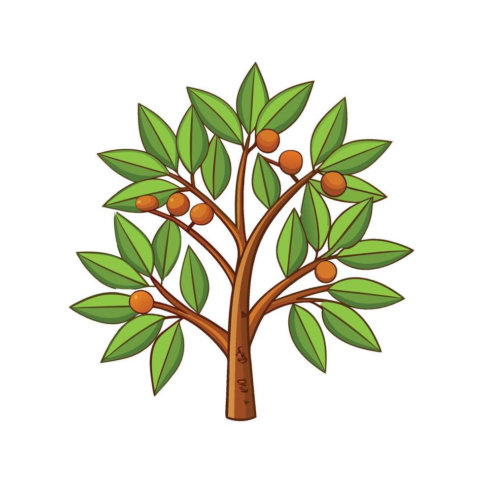 Cinnamon Tree Cinnamomum Verum in Natural Habitat vector