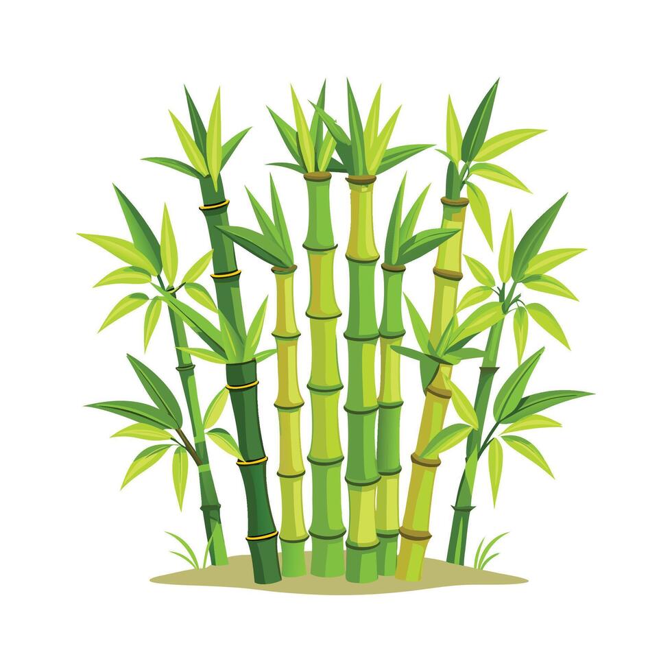 Beautiful Clumping Bamboo Enriching Landscape vector