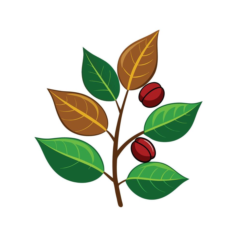 Elegant Coffee Arabica Plant with Ripe Beans vector